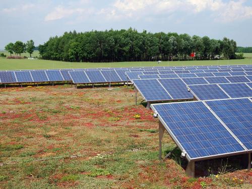 Extensive green roof with photovoltaics